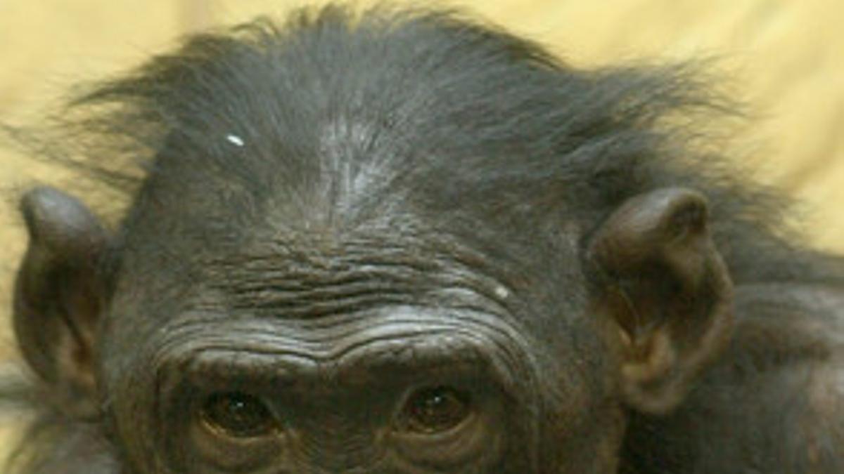 Una hembra bonobo con su cría, en una imagen de archivo.