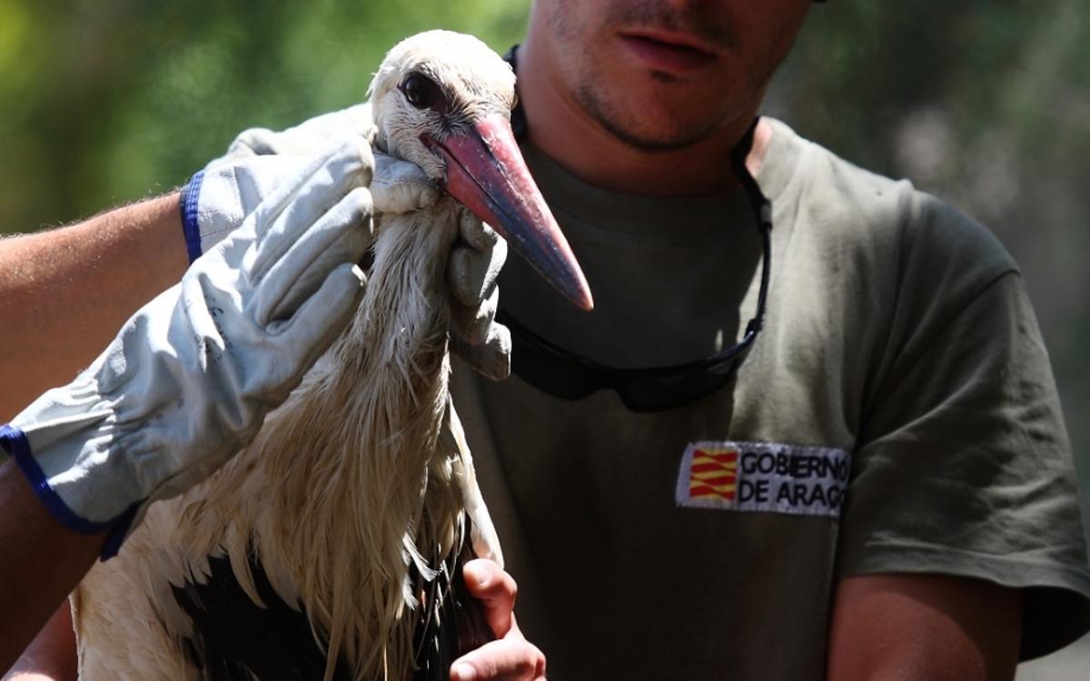La conservación de la biodiversidad es una de las funciones de los APN.