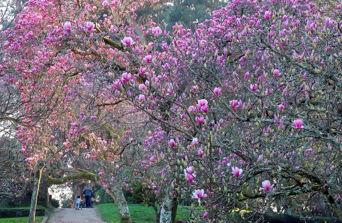 El mayor espectáculo del invierno florece en Castrelos