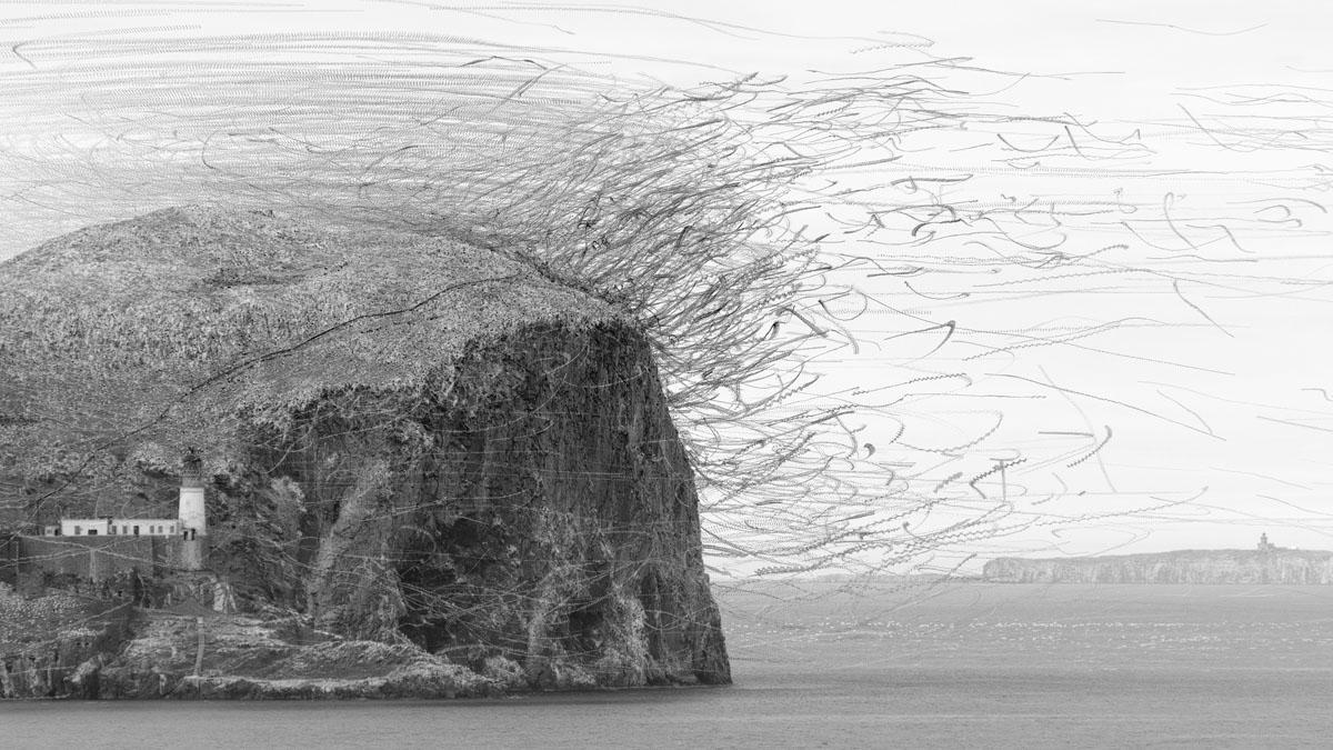 Ornithography #252 Morus bassanus, Mascarell, Bass Rock, Escòcia, 2022
