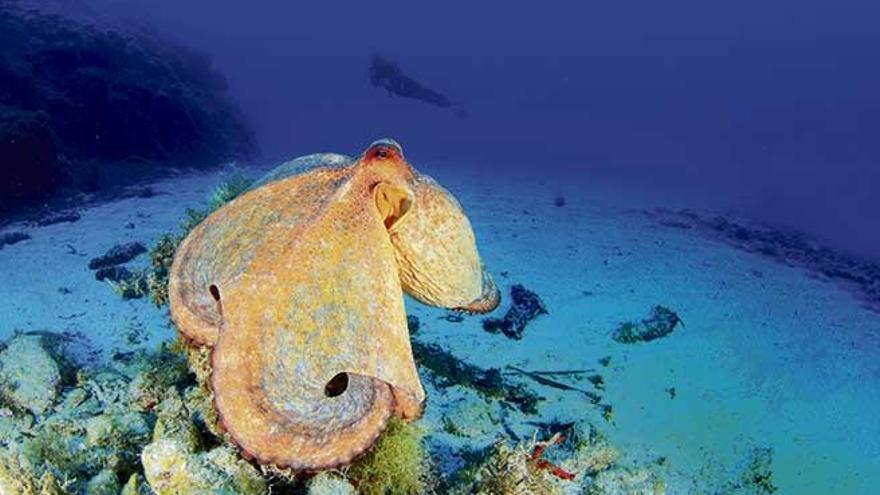 Marilles ha esbozado algunos proyectos para proteger el fondo marino del archipiélago.