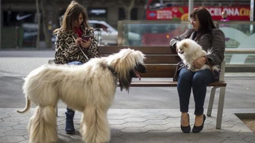 Cuatro de cada 10 hogares españoles tiene una mascota