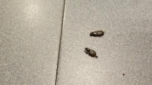Dos de estos insectos muertos en la comisaría de Mossos de Balaguer.