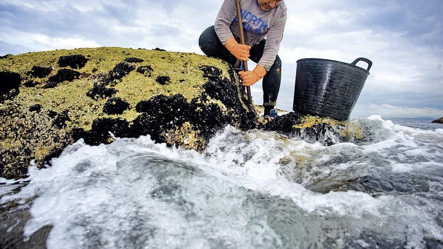 Un bateeiro recolecta cría de mejillón en las rocas de San Vicente de O Grove. // Iñaki Abella