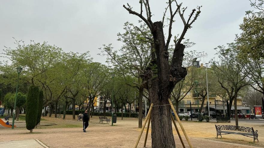 La nueva vida del olmo del Marrubial