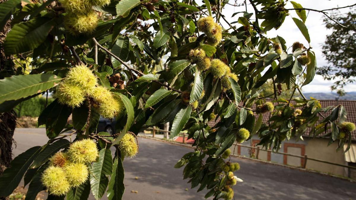 Área recreativa de Campiello.