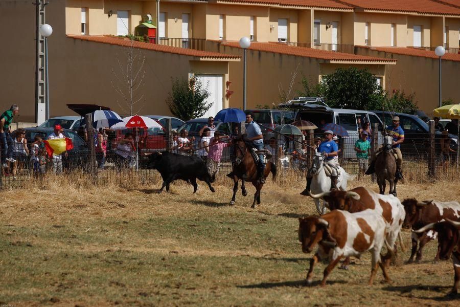 Fiestas en Zamora: Encierro en Venialbo