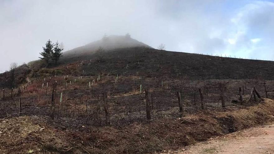 La plantación forestal autóctona afectada por un incendio en el monte de Onao, en Cangas de Onís.