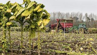 Cetarsa no podrá cumplir los pedidos de tabaco tras la peor cosecha en años