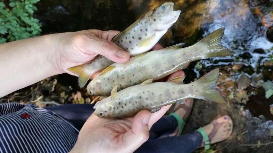 Un directivo de Vaipolorío sujeta varios de los peces afectados por el vertido. // FdV