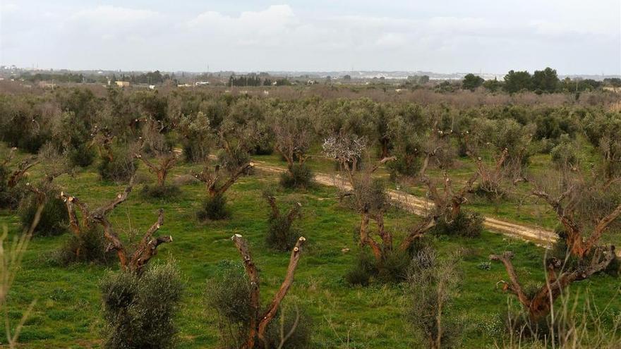 La Mesa de Sanidad Vegetal se reunirá mañana para tomar medidas contra la Xylella fastidiosa