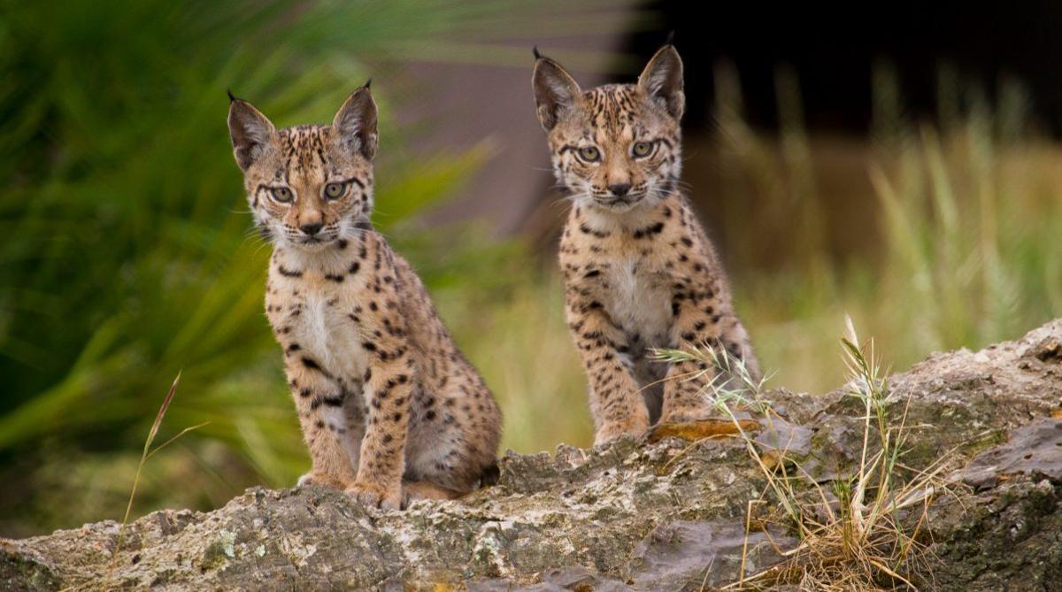 Dos cachorros de lince ibérico