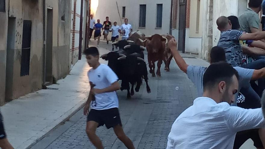 Un instante del encierro de esta mañana en Toro.