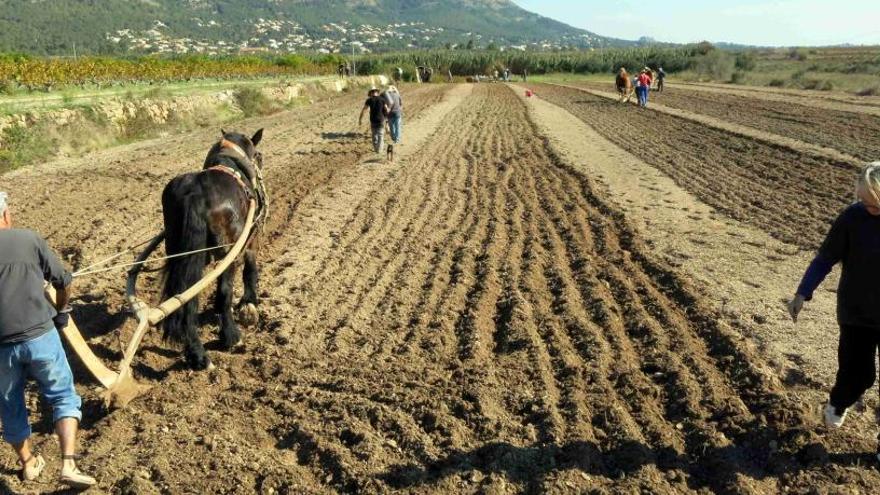 Jesús Pobre rescata la siega del trigo