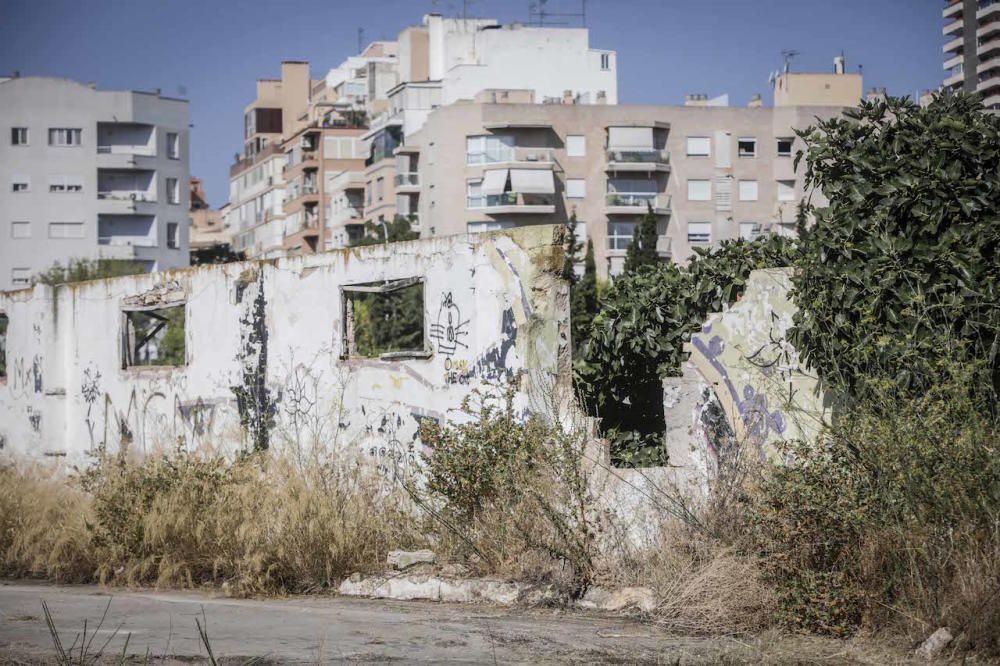 El futuro bosque urbano de Palma, en marcha