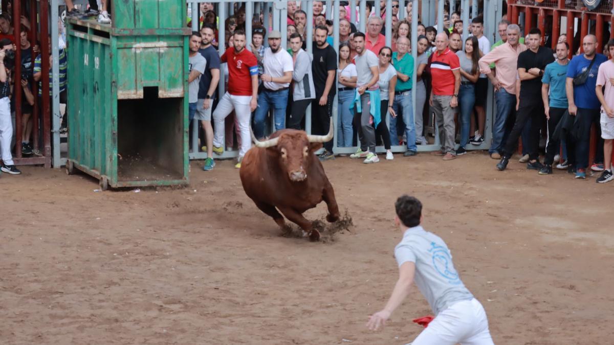 Salida del cajón del primer toro de la tarde en Almassora, este miércoles.