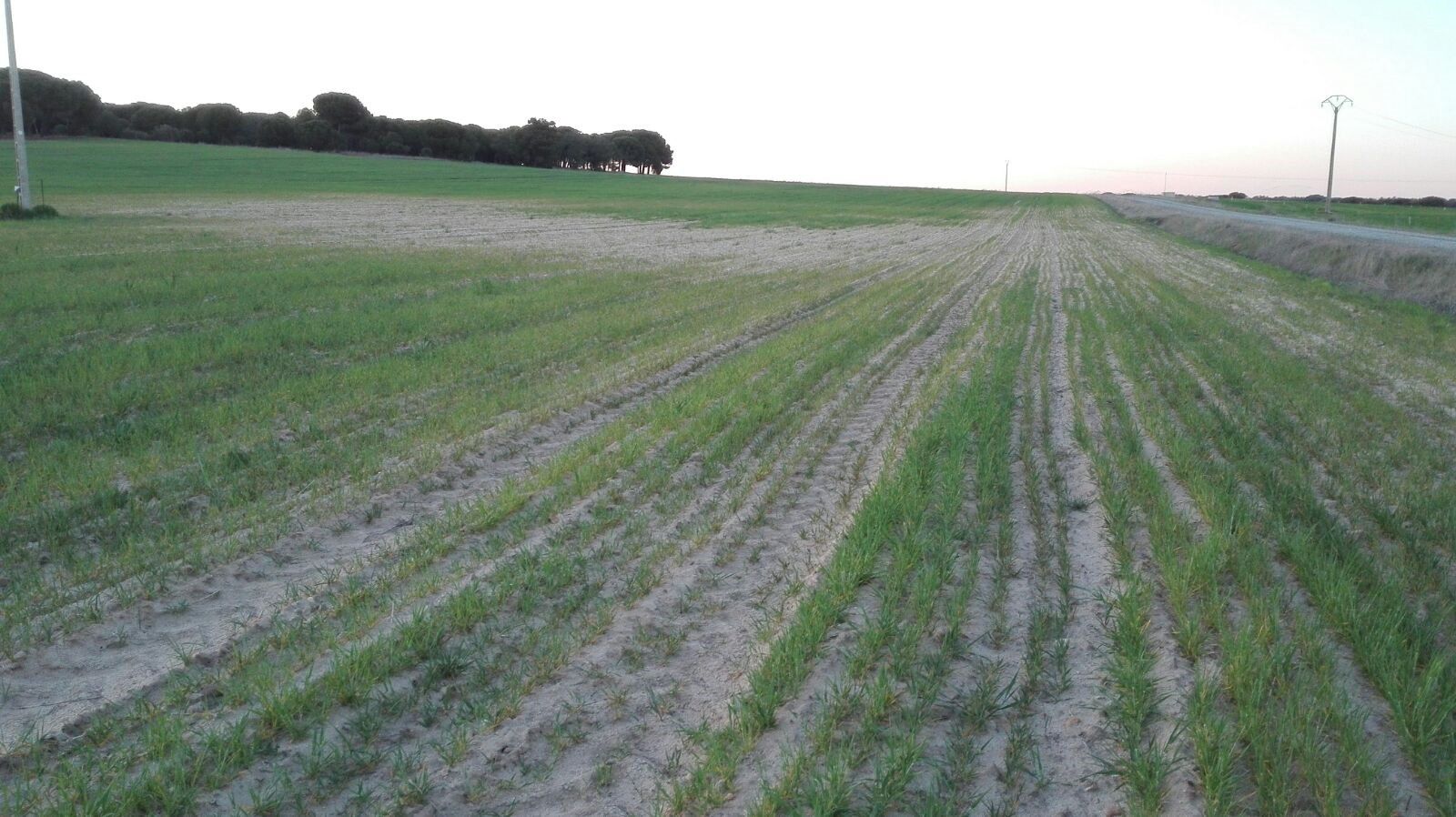 Un campo de cereales afectado por la sequía en Castilla y León