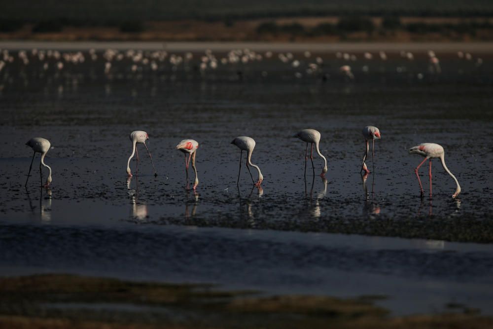 Flamingos are seen after flamingo chicks were ...