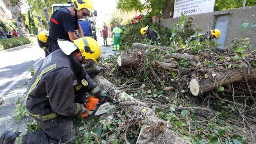 Bomberos de Málaga cortan y retiran el árbol que ha caido en la Avenida Juan Sebastián Elcano.