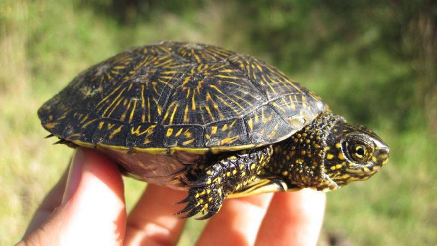 El primer ejemplar nacido en el parque natural de Corrubedo en 2012 en la charca de Olveira.