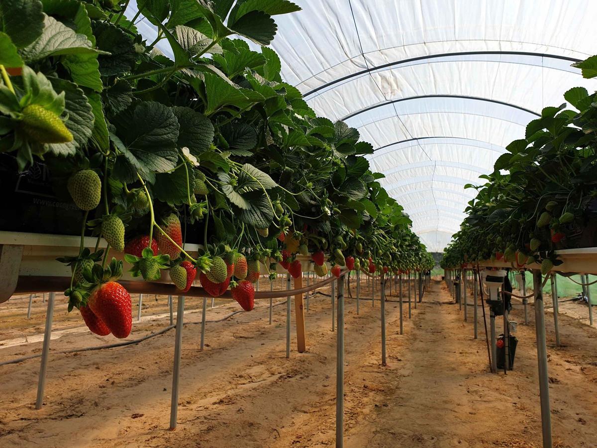 Imagen de fresas con una técnica de riego innovadora