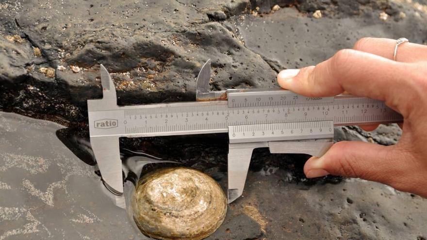 La lapa majorera, al borde de la extinción: la ciencia urge a pasar a la cría en cautividad