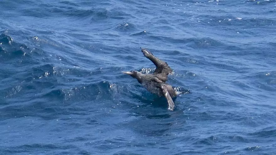Suelta de un alcatraz en La Laja