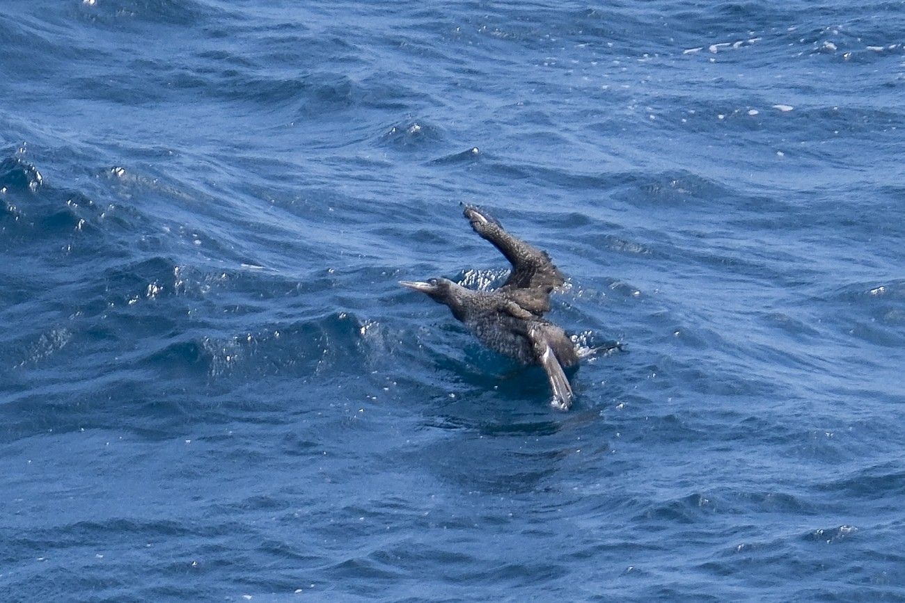Suelta de un alcatraz en La Laja