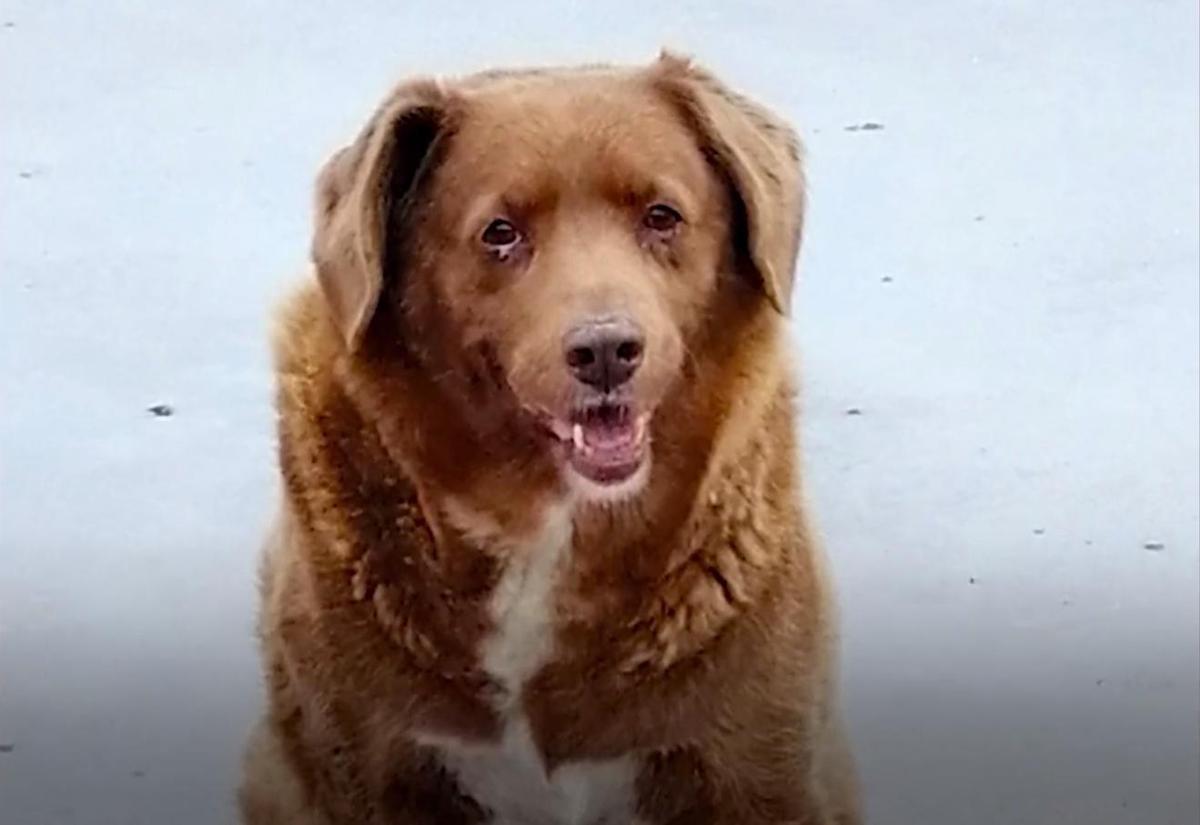 De la tranquilidad portuguesa a la fama mundial: la vida extraordinaria de Bobi, el perro más viejo del mundo
