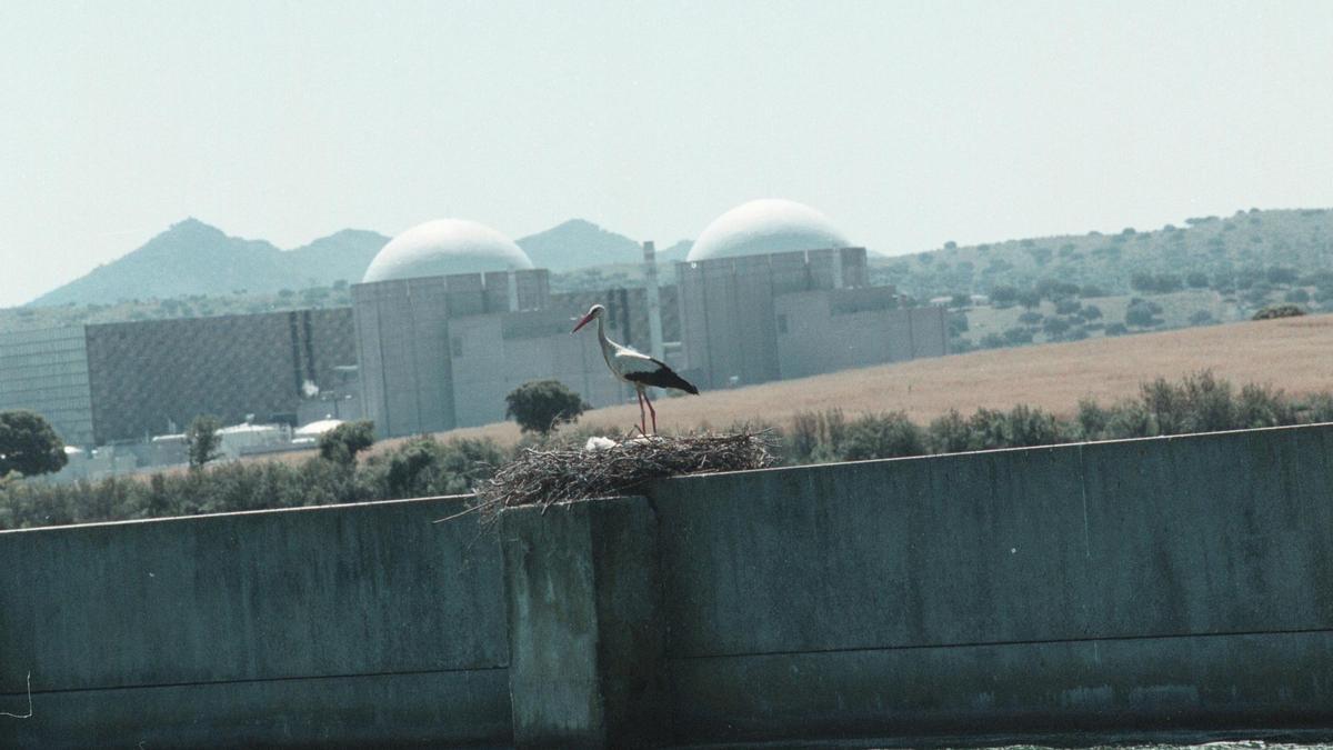 Una cigüeña anida en el embalse de Arrocampo, frente a la Central Nuclear de Almaraz.