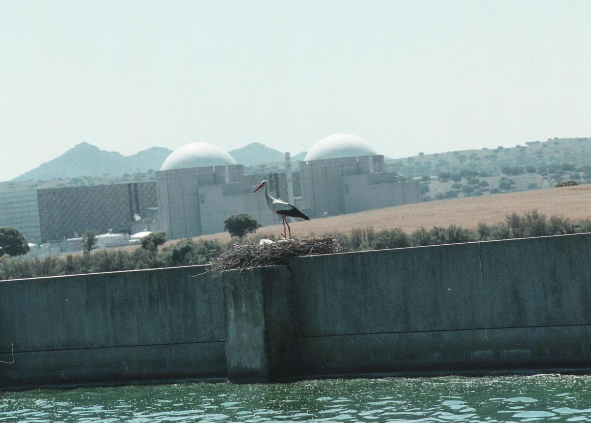 Una cigüeña anida en el embalse de Arrocampo, frente a la Central Nuclear de Almaraz.
