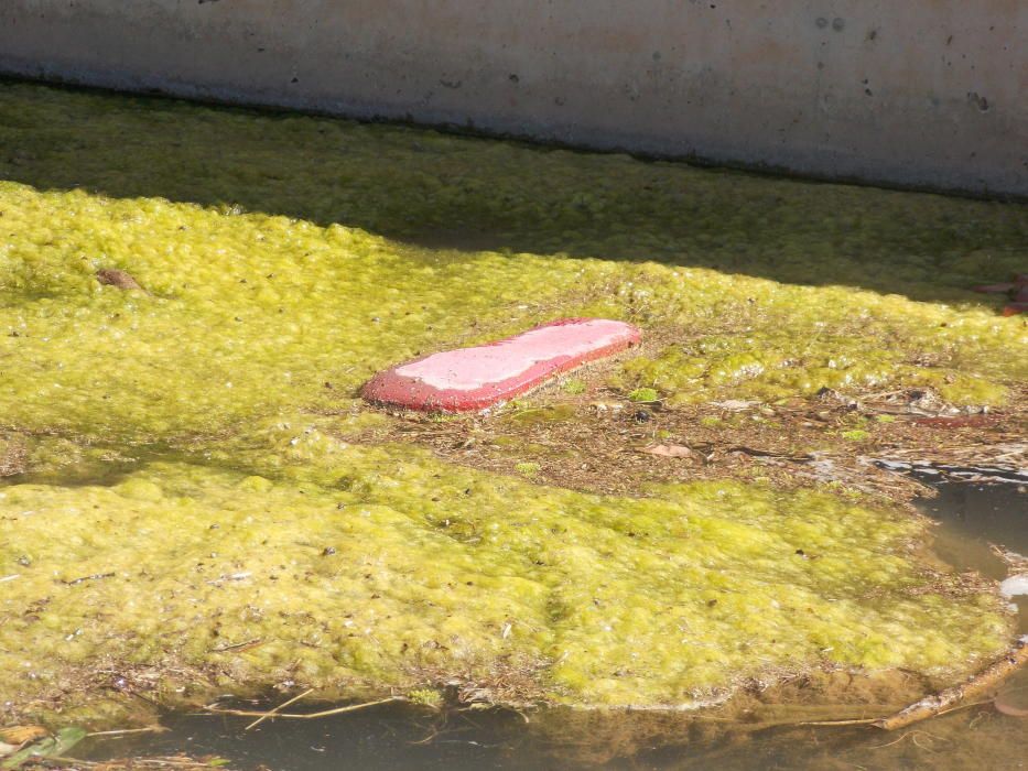 Brutícia i deixadesa al sector universitari de Man