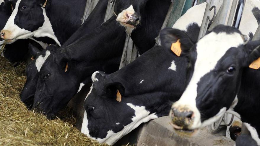Detectan gripe aviar en una persona que tuvo contacto con vacas infectadas en EE UU