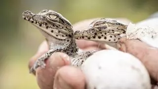 Hay "esperanza" para el planeta: un macroestudio prueba que las políticas de conservación restauran la biodiversidad