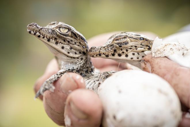 Dos crías de cocodrilo cubano, una especie que se está recuperando gracias a la creación de santuarios en el Pantano de Zapata.