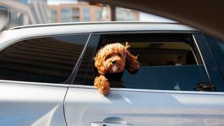 Descubre las claves para transportar a tu perro en el coche sin infringir las normas de tráfico