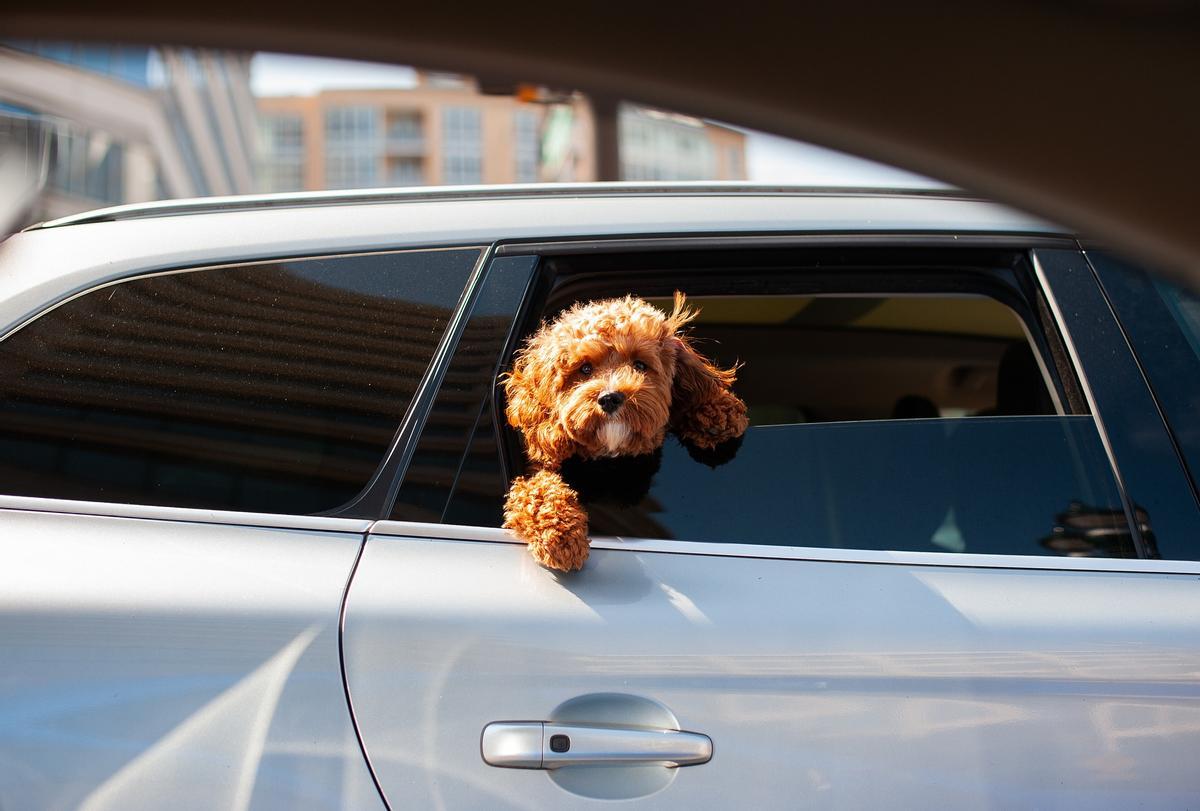 Conoce la normativa para llevar al perro en el coche de forma segura