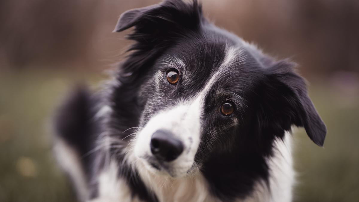 Border Collie.