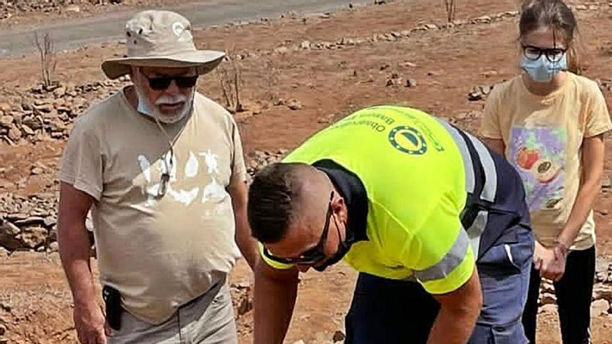 Las 600 especies plantadas en la ladera de Cofete se adaptan al entorno