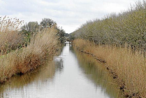 Das Naturschutzgebiet S'Albufera wird 30 Jahre alt - und steckt in einer tiefen Krise. Umweltschützer schlagen Alarm, die Politik bleibt weitgehend untätig.