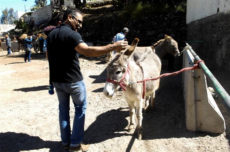 XX Feria Equina de La Culata de Tejeda