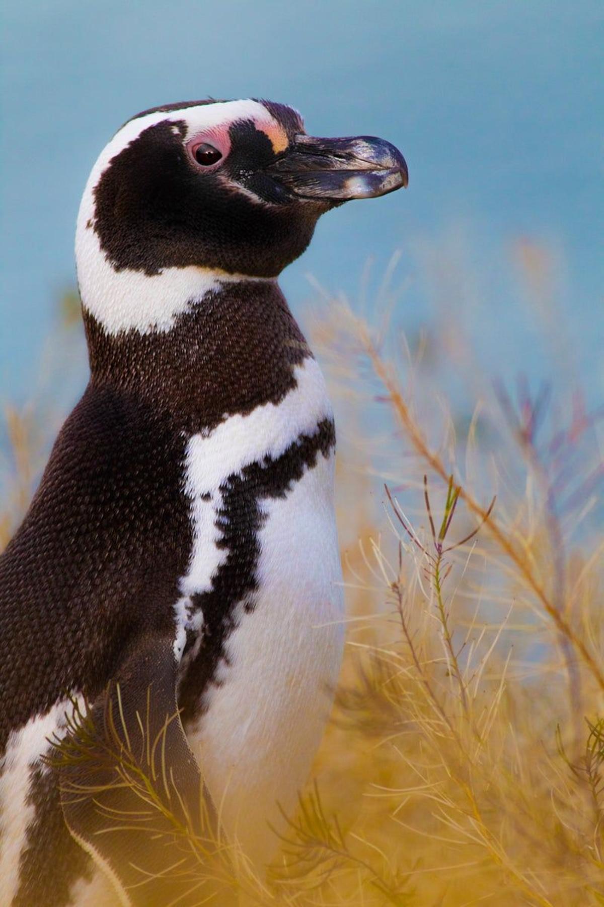 Pingüino de Magallanes, en Sudamérica