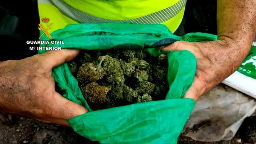 Desmanteladas 3.200 plantas de marihuana en Mequinenza gracias a 'chivatazos'
