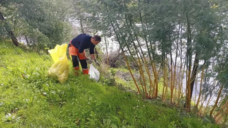 Eliminan especies invasoras exóticas en el río Miño a su paso por la ciudad