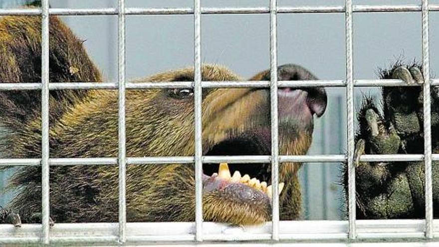 La osa «Lara», cuando fue trasladada al centro de recuperación de la fauna de Redes.