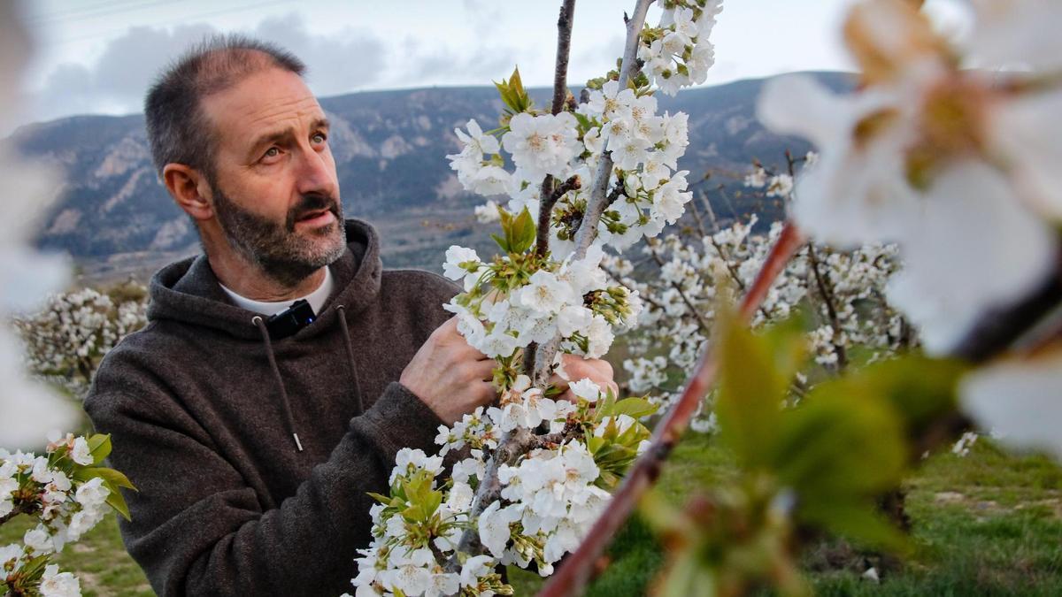 La floración anticipa una buena campaña de cerezas
