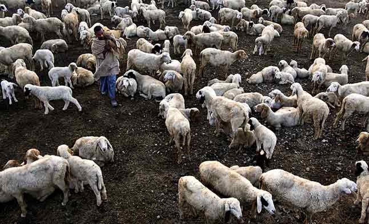 Un pastor indi carrega un sac al costat del seu ramat d’ovelles a Allahabad (Índia).