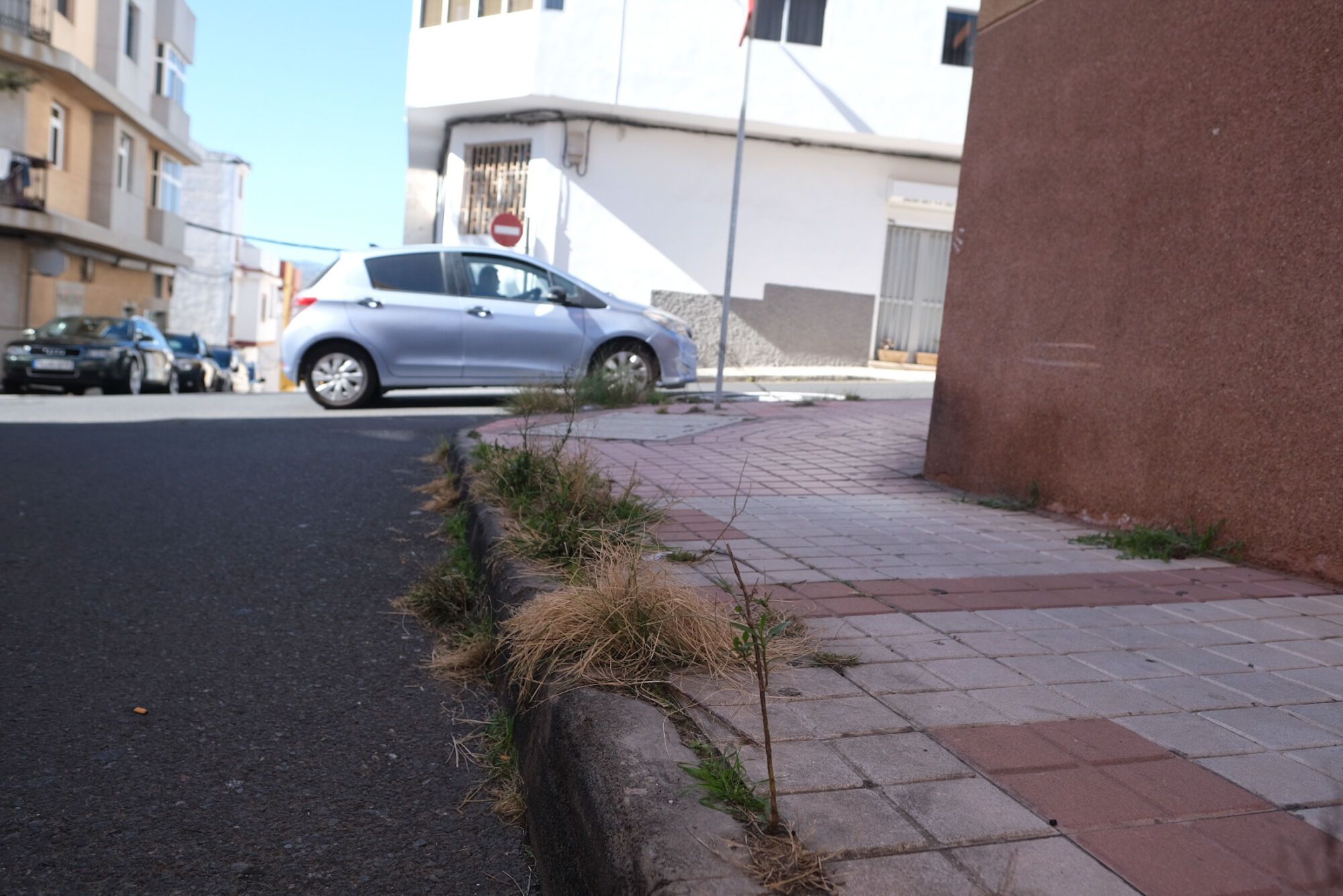 Rabo de gato en el barrio de Los Giles, en Las Palmas de Gran Canaria