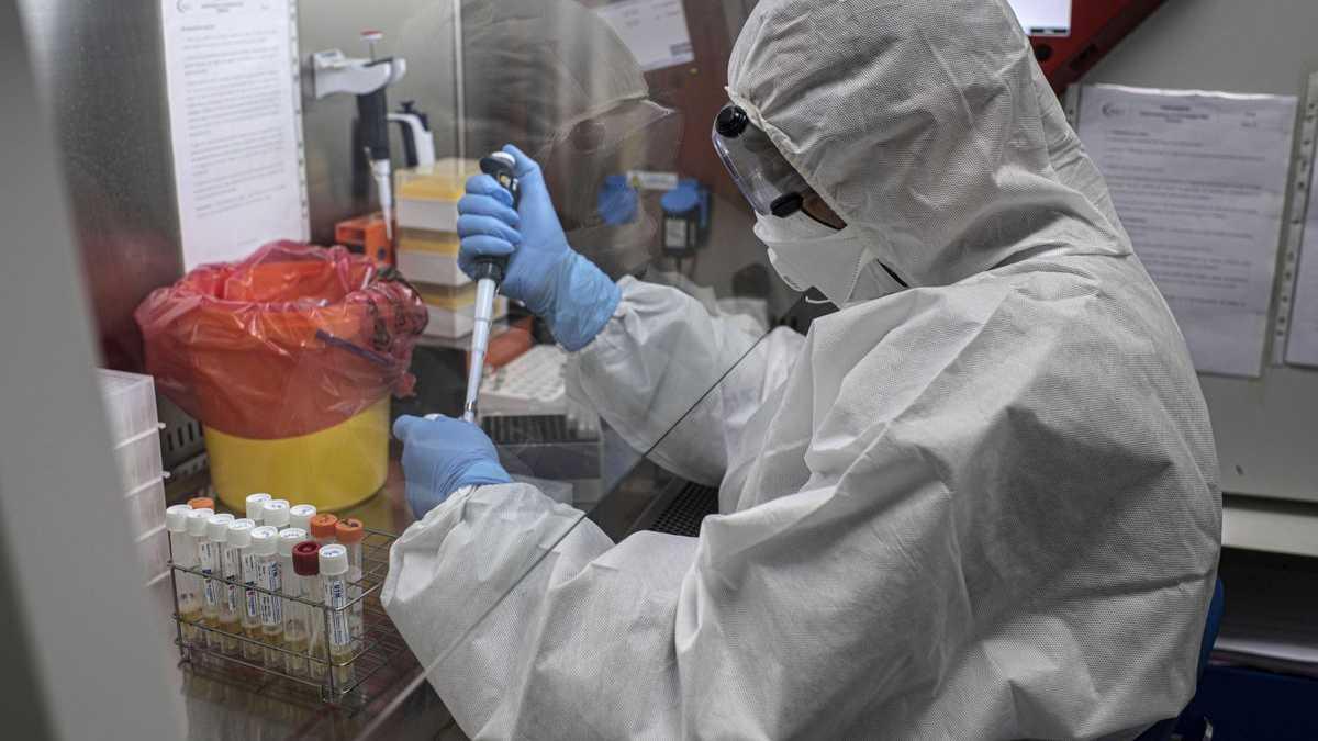 Troben en ratpenats de Rússia un virus similar a la covid i que resisteix a les vacunes