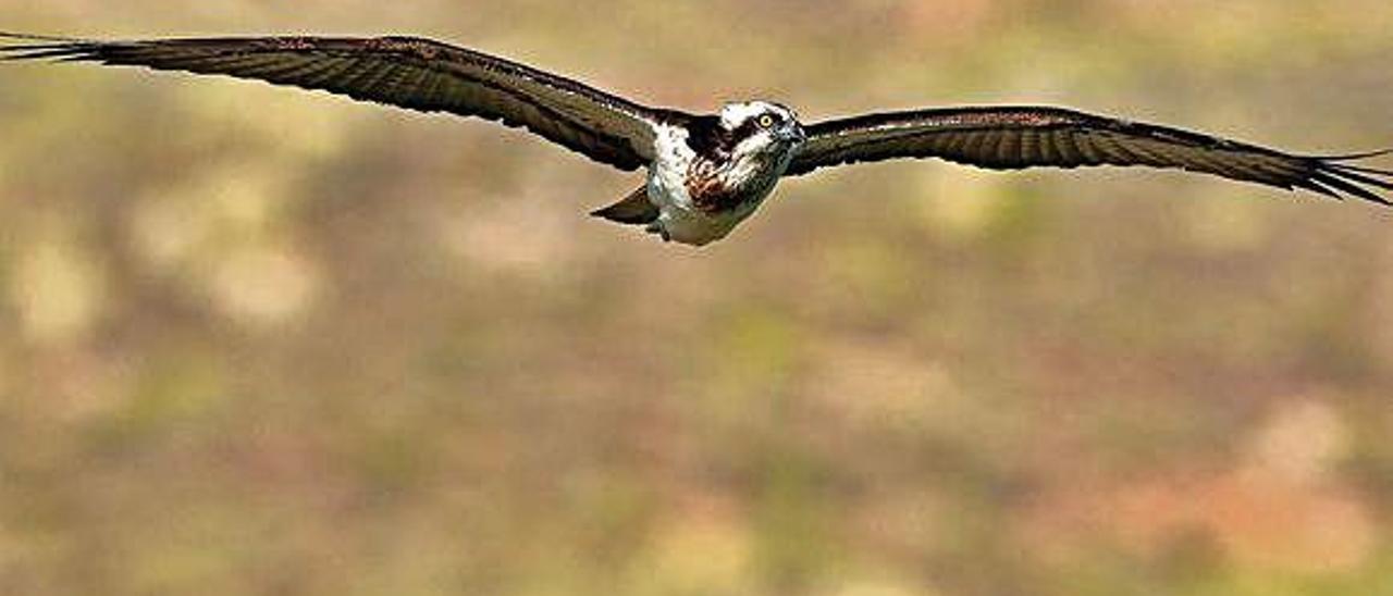 Un guincho o águila pescadora realiza un vuelo en planeo en las Islas.